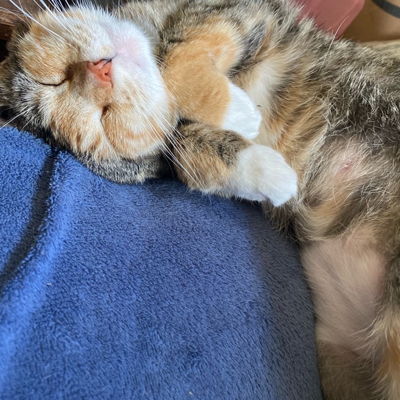 Meet your Posher, Aricka - Picture 3 of 3